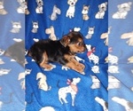 Small #8 Poodle (Toy)