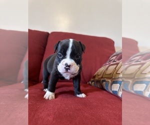 American Bully Puppy for sale in AUGUSTA, GA, USA