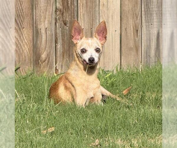 Medium Photo #2 Chihuahua-Unknown Mix Puppy For Sale in San Antonio, TX, USA