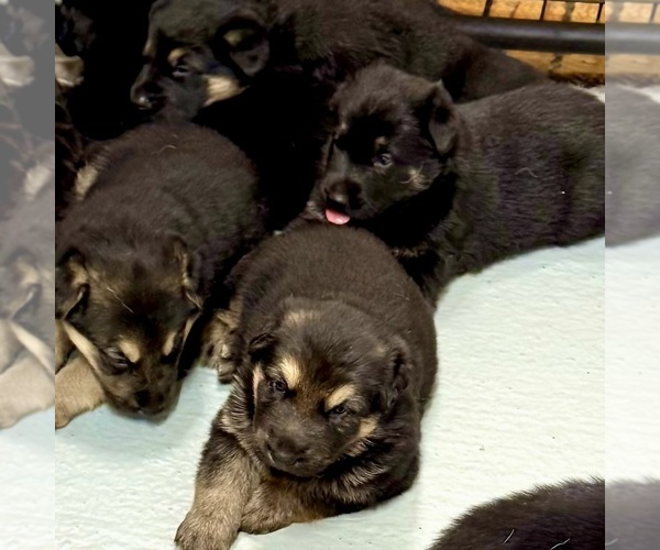 Medium Photo #16 German Shepherd Dog Puppy For Sale in BRIGHTON, CO, USA