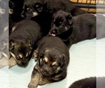 Small #15 German Shepherd Dog