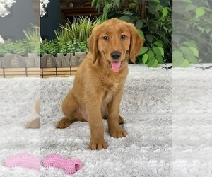 Golden Retriever Puppy for sale in GREENFIELD, IN, USA