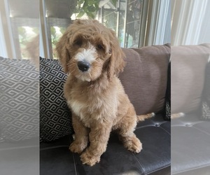 Goldendoodle Puppy for sale in RICHMOND, IL, USA