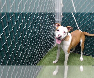 Mutt Dogs for adoption in Downey, CA, USA
