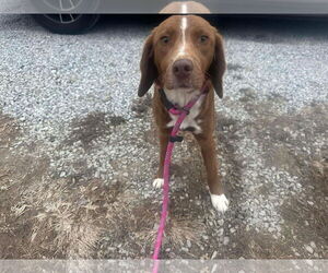 Labrador Retriever-Unknown Mix Dogs for adoption in Westwood, NJ, USA