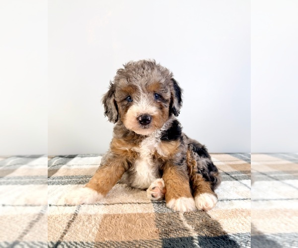 Medium Photo #3 Bernedoodle (Miniature) Puppy For Sale in GREENFIELD, IN, USA
