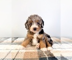 Small #2 Bernedoodle (Miniature)