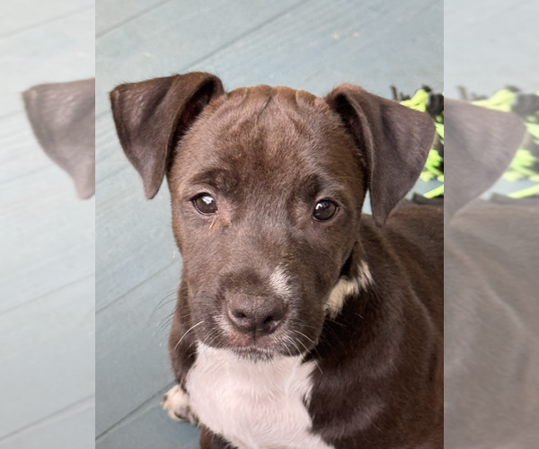 Medium Photo #3 Mutt Puppy For Sale in Candler, NC, USA