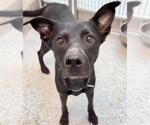 Small #1 Labrador Retriever Mix