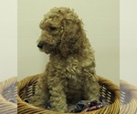 Small Photo #2 Double Doodle Puppy For Sale in SEBASTIAN, FL, USA