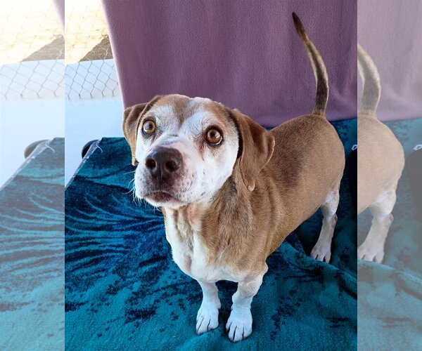 Medium Photo #3 Beagle Puppy For Sale in Apple Valley, CA, USA