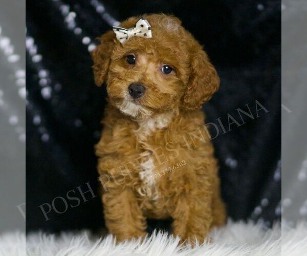 Medium Photo #2 Poodle (Toy) Puppy For Sale in WARSAW, IN, USA