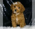 Small #1 Poodle (Toy)