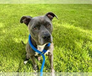 American Pit Bull Terrier Dogs for adoption in Vero Beach, FL, USA