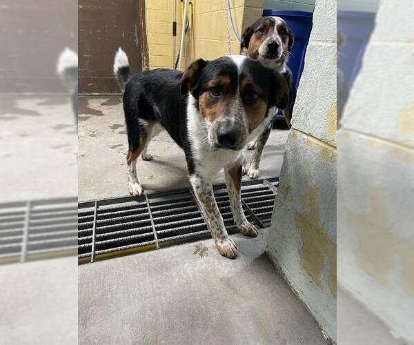 Medium Photo #1 Border Collie Puppy For Sale in Stockton, CA, USA