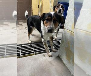 Border Collie Dogs for adoption in Stockton, CA, USA