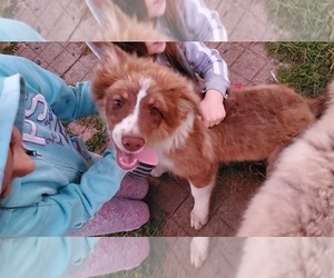 Australian Shepherd-English Shepherd Mix Puppy for sale in BASS LAKE, IN, USA