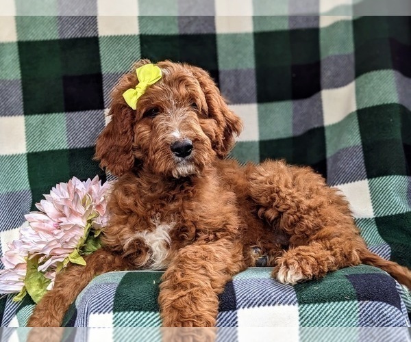 Medium Photo #2 Irish Setter-Poodle (Miniature) Mix Puppy For Sale in BIRD IN HAND, PA, USA