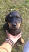 Small Photo #4 Rottweiler Puppy For Sale in PARKLAND, WA, USA