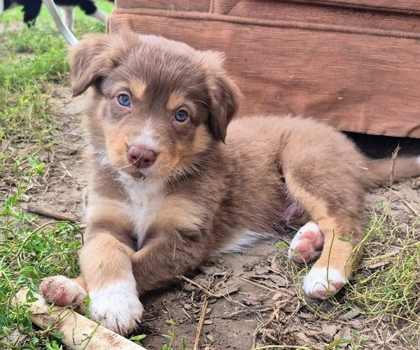 Medium Photo #10 Border-Aussie Puppy For Sale in BLUE RIVER, WI, USA