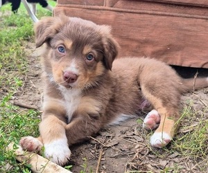 Medium Border-Aussie