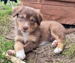 Puppy 5 Border-Aussie