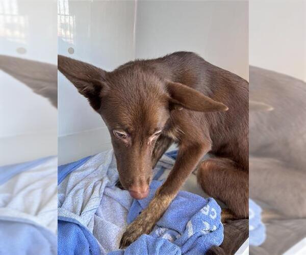 Medium Photo #1 Australian Kelpie-Unknown Mix Puppy For Sale in Houston, TX, USA