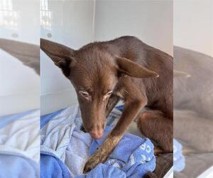 Australian Kelpie-Unknown Mix Dogs for adoption in Houston, TX, USA