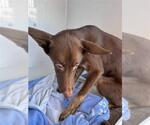 Small Australian Kelpie Mix