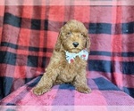 Small #7 Poodle (Miniature)