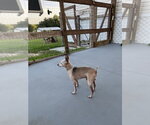 Small #1 Chihuahua Mix