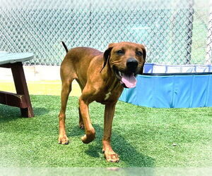 Vizsla Dogs for adoption in Redwood City, CA, USA