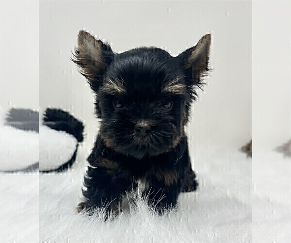 Medium Photo #9 Biewer Terrier Puppy For Sale in TAMPA, FL, USA