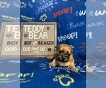 Puppy Beaker Zuchon