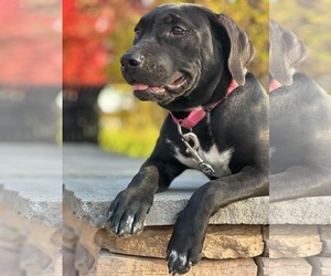 American Pit Bull Terrier-Unknown Mix Dogs for adoption in Germantown, OH, USA