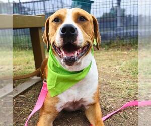 American Staffordshire Terrier-Unknown Mix Dogs for adoption in San Antonio, TX, USA