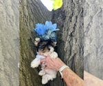Small #3 Biewer Terrier