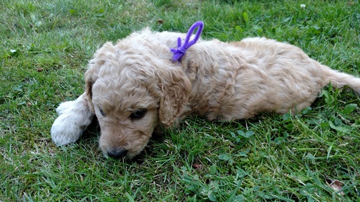 Medium Photo #1 Goldendoodle Puppy For Sale in MCKENNA, WA, USA