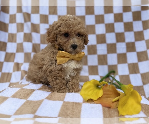 Medium Photo #1 Bichpoo Puppy For Sale in LAKELAND, FL, USA