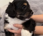 Small Photo #20 Bernedoodle-French Bulldog Mix Puppy For Sale in EL DORADO HILLS, CA, USA