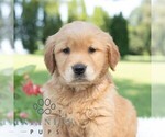 Small #2 Golden Retriever