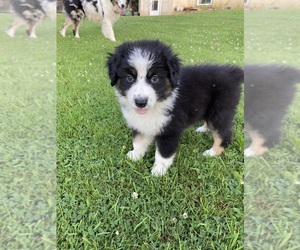 Australian Shepherd Puppy for sale in RANDOLPH, NY, USA