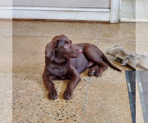 Labrador Retriever Puppy for sale in NEWPORT NEWS, VA, USA