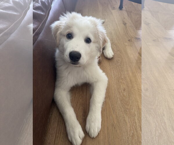 Medium Photo #1 Great Pyrenees Puppy For Sale in Dallas, TX, USA
