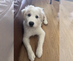 Great Pyrenees Dogs for adoption in Dallas, TX, USA