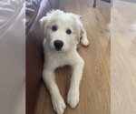 Small Great Pyrenees