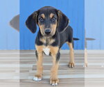 Kristoff - Male Australian Shepherd-Unknown Mix Dog for Adoption - Small photo