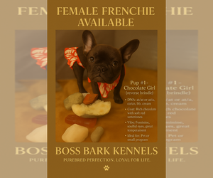 French Bulldog Puppy for sale in SCOTTSDALE, AZ, USA