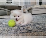 Small Photo #31 Pomeranian Puppy For Sale in CITRUS HEIGHTS, CA, USA