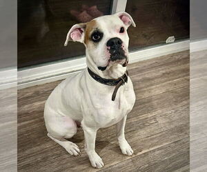 Boxer Dogs for adoption in Dumont, NJ, USA